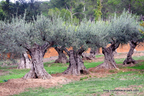 Les oliviers centenaires de Platja de Castell sur la Costa Brava