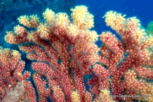 Paramuricea clavata - gorgone pourpre