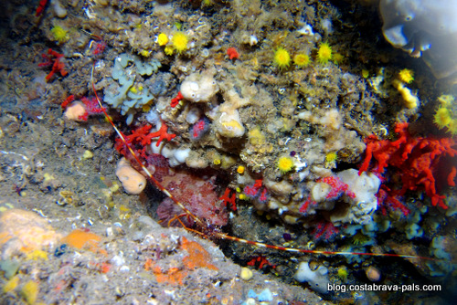 corail rouge de la Costa Brava