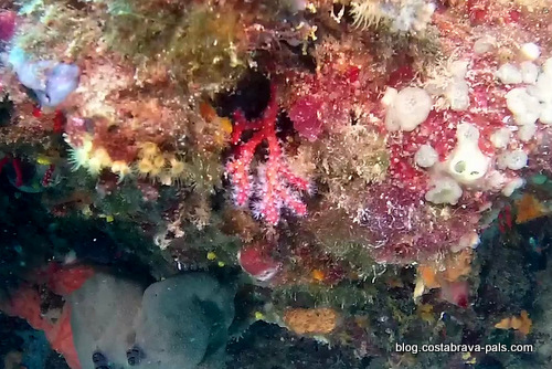 corail rouge de la Costa Brava