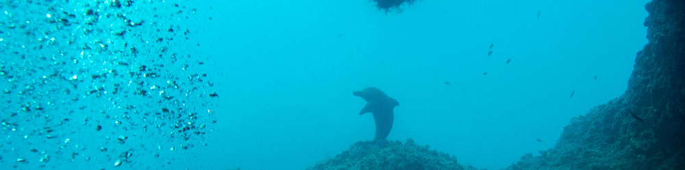 dauphin iles medes