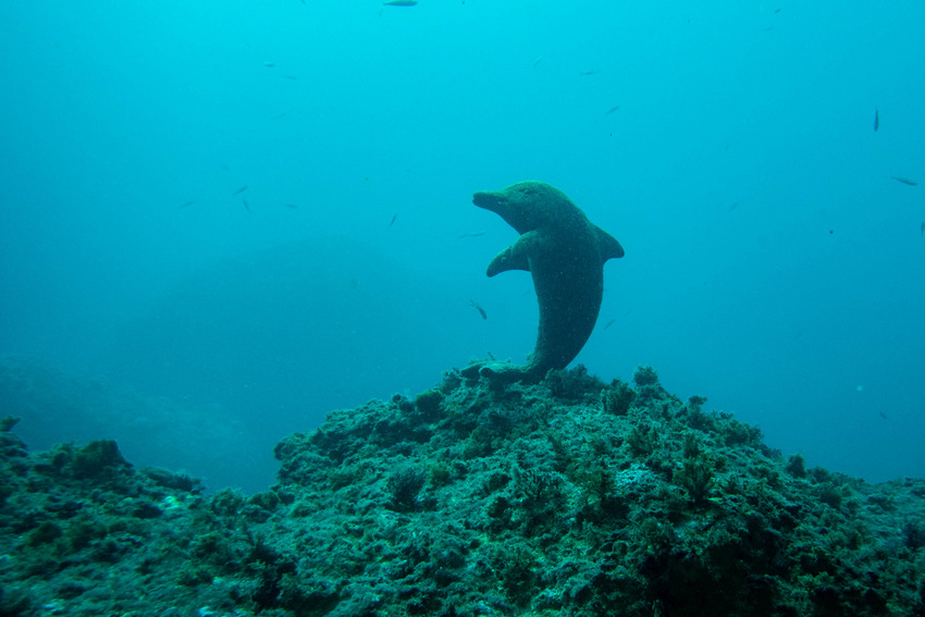 dauphin iles medes