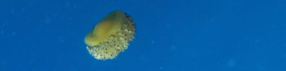 méduses costa brava